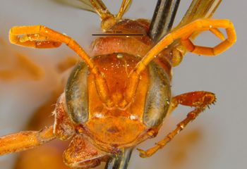 Media type: image;   Entomology 16533 Aspect: head frontal view